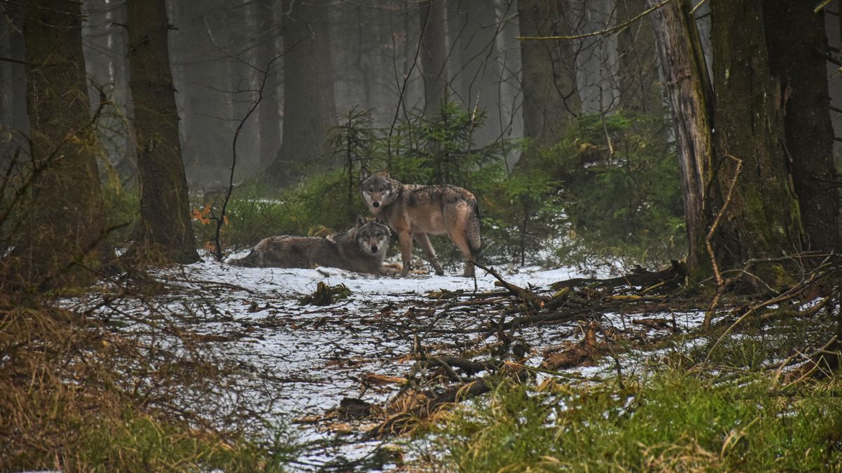 Nekrmte vlky! apelují krkonošští ochranáři